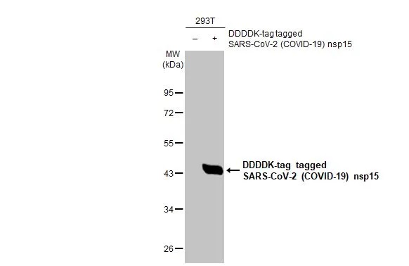 Western blot - Anti-SARS CoV 2 (COVID 19) nsp15 antibody [HL1760] (AB308401), expandable thumbnail