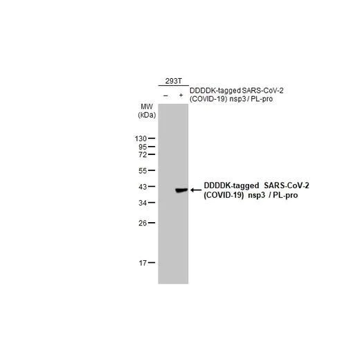 Western blot - Anti-SARS-CoV-2 (COVID-19) nsp3 / PL-pro antibody [HL2350] (AB317206)