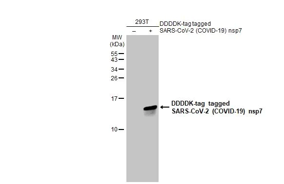 Western blot - Anti-SARS CoV 2 COVID 19 nsp7 antibody [HL1301] (AB308357)