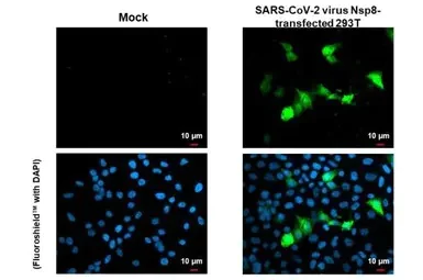 Immunocytochemistry/ Immunofluorescence - Anti-SARS-CoV-2 (COVID-19) nsp8 antibody [HL1523] (AB308161)