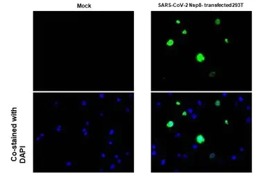 Immunohistochemistry paraffin embedded sections - Anti-SARS-CoV-2 (COVID-19) nsp8 antibody [HL1523] (AB308161)