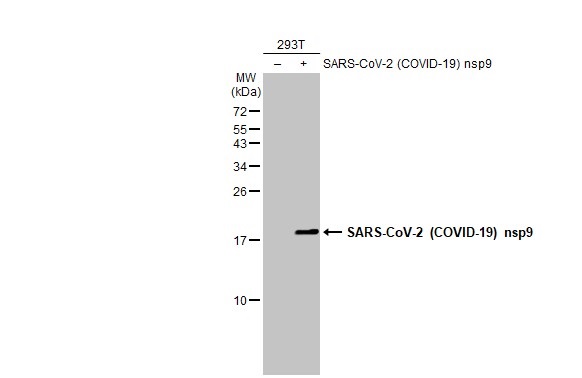 Western blot - Anti-SARS CoV 2 COVID 19 nsp9 antibody [HL1399] (AB308365), expandable thumbnail