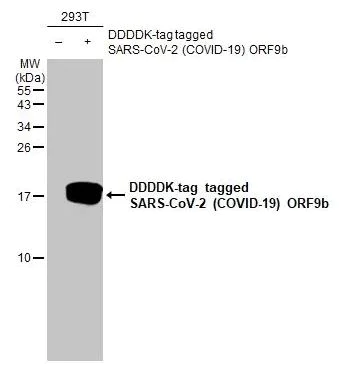 Western blot - Anti-SARS-CoV-2 (COVID-19) ORF9b antibody [HL1917] (AB308204)