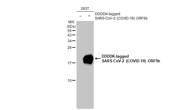 Western blot - Anti-SARS CoV 2 (COVID 19) ORF9b antibody [HL1918] (AB308403)