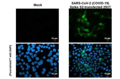 Immunocytochemistry/ Immunofluorescence - Anti-SARS CoV 2 (COVID 19) Spike S2 antibody [HL1038] (AB308412), expandable thumbnail