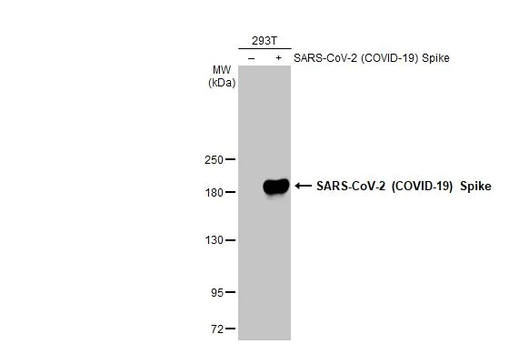 Western blot - Anti-SARS CoV 2 (COVID 19) Spike S2 antibody [HL1038] (AB308412)