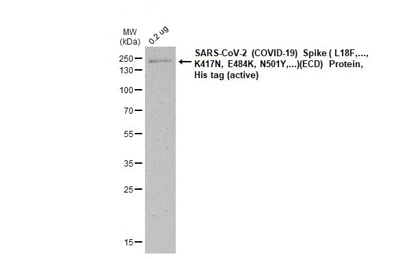 Western blot - Anti-SARS CoV 2 (COVID 19) Spike S2 antibody [HL1038] (AB308412), expandable thumbnail