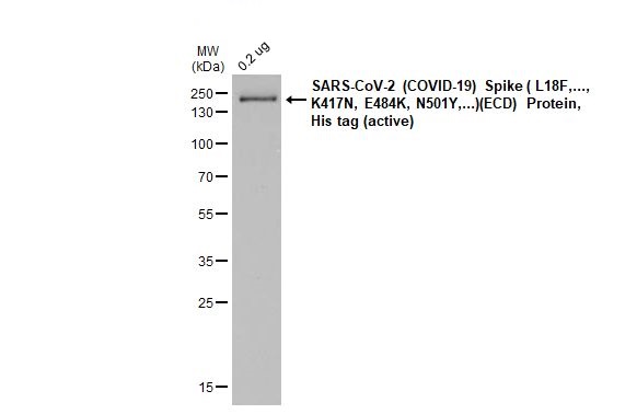 Western blot - Anti-SARS CoV 2 (COVID 19) Spike S2 / S2' antibody [HL1039] (AB308413), expandable thumbnail