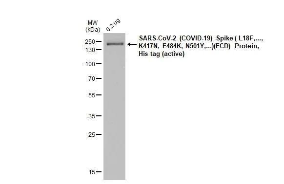 Western blot - Anti-SARS CoV 2 (COVID 19) Spike S2 / S2' antibody [HL1039] (AB308413)