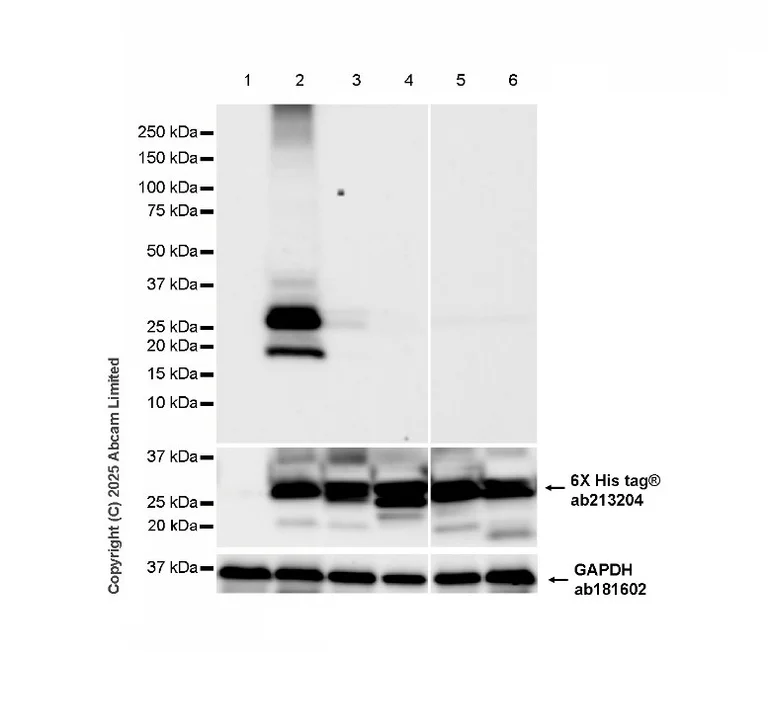 Western blot - Anti-SARS-CoV-2 M protein antibody [8] (AB325776)