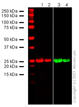 Western blot - Anti-SARS-COV-2 nsp1 antibody [EPR24860-86] (AB284631)