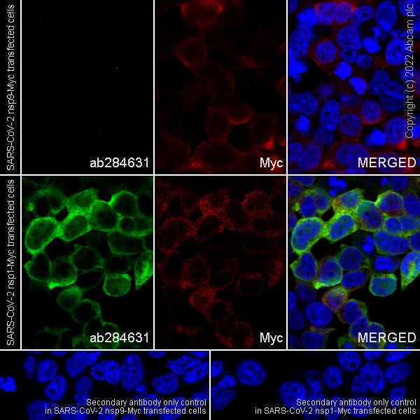 Immunocytochemistry/ Immunofluorescence - Anti-SARS-COV-2 nsp1 antibody [EPR24860-86] - BSA and Azide free (AB284632), expandable thumbnail