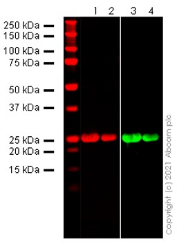 Western blot - Anti-SARS-COV-2 nsp1 antibody [EPR24860-86] - BSA and Azide free (AB284632), expandable thumbnail