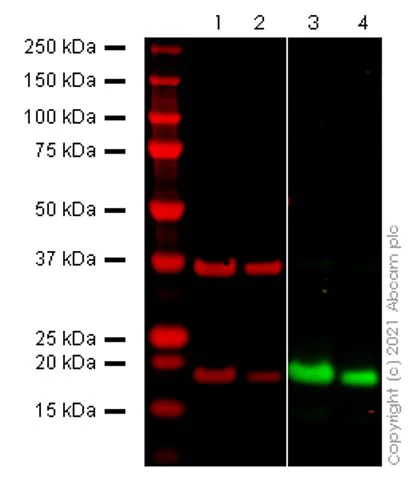 Western blot - Anti-SARS-CoV-2 nsp10 antibody - BSA and Azide free (AB286922)