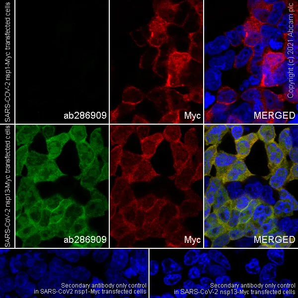 Immunocytochemistry/ Immunofluorescence - Anti-SARS-CoV-2 nsp13 antibody [EPR24838-18] - BSA and Azide free (AB286917)