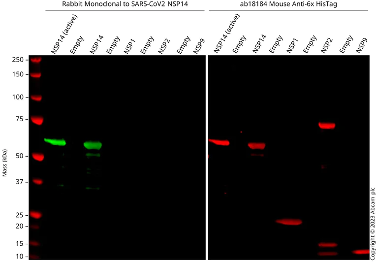 Western blot - Anti-SARS-CoV-2 nsp14 antibody [EPR24839-87] - BSA and Azide free (AB286920)