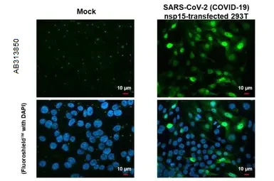 Immunocytochemistry/ Immunofluorescence - Anti-SARS-CoV-2 nsp15 antibody [HL1445] - BSA and Azide free (AB313850)