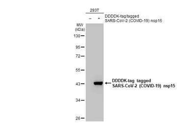Western blot - Anti-SARS-CoV-2 nsp15 antibody [HL1445] - BSA and Azide free (AB313850)