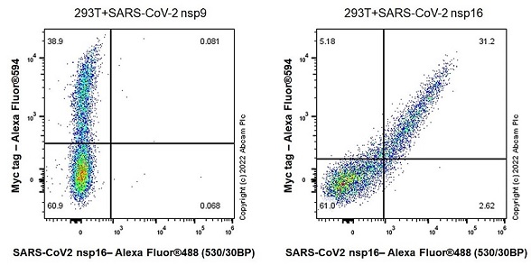 Flow Cytometry (Intracellular) - Anti-SARS-CoV-2 nsp16 antibody [EPR24841-18] (AB284038), expandable thumbnail