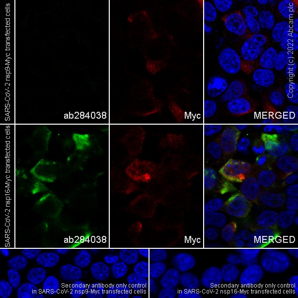 Immunocytochemistry/ Immunofluorescence - Anti-SARS-CoV-2 nsp16 antibody [EPR24841-18] (AB284038), expandable thumbnail