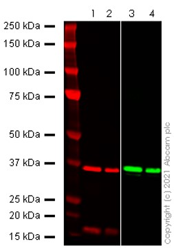 Western blot - Anti-SARS-CoV-2 nsp16 antibody [EPR24841-18] (AB284038), expandable thumbnail