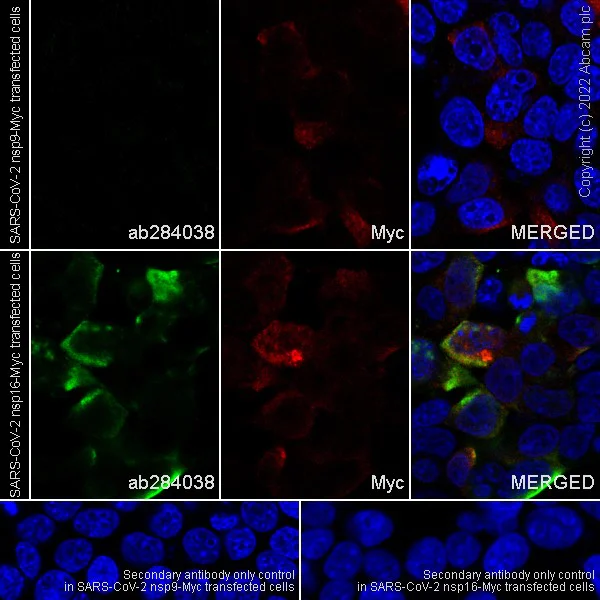 Immunocytochemistry/ Immunofluorescence - Anti-SARS-CoV-2 nsp16 antibody [EPR24841-18] - BSA and Azide free (AB284052)