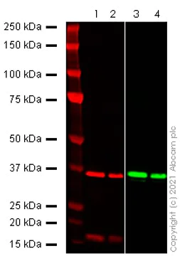 Western blot - Anti-SARS-CoV-2 nsp16 antibody [EPR24841-18] - BSA and Azide free (AB284052)
