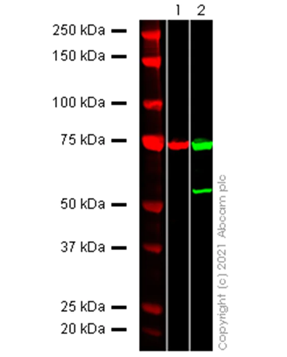 Western blot - Anti-SARS-CoV-2 nsp2 antibody [EPR24853-4] - BSA and Azide free (AB284050)