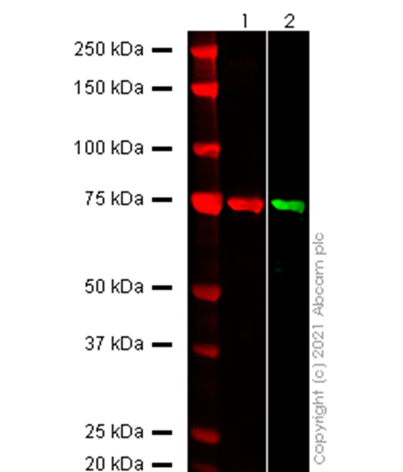 Western blot - Anti-SARS-CoV-2 nsp2 antibody [EPR24853-4] - BSA and Azide free (AB284050)