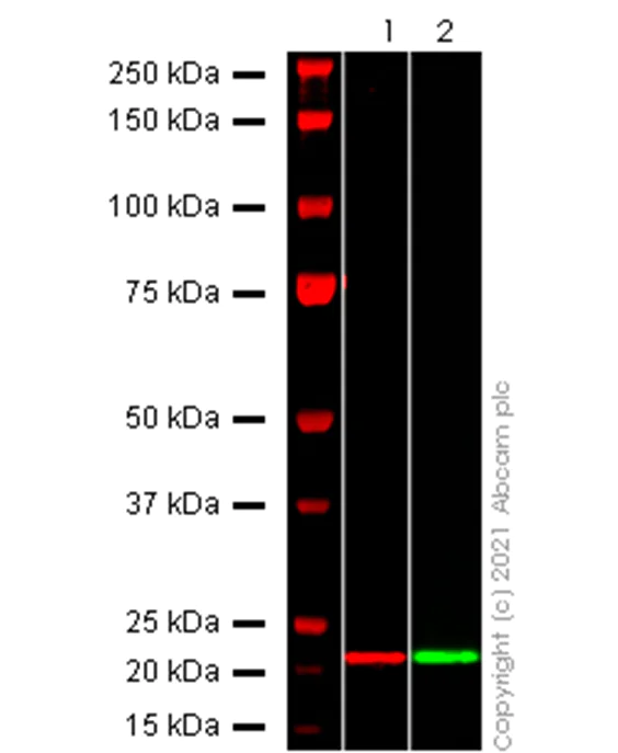 Western blot - Anti-SARS-COV-2 nsp3 antibody [EPR24842-84] (AB283958)