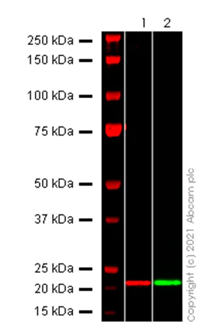 Western blot - Anti-SARS-COV-2 nsp3 antibody [EPR24842-84] - BSA and Azide free (AB283959)