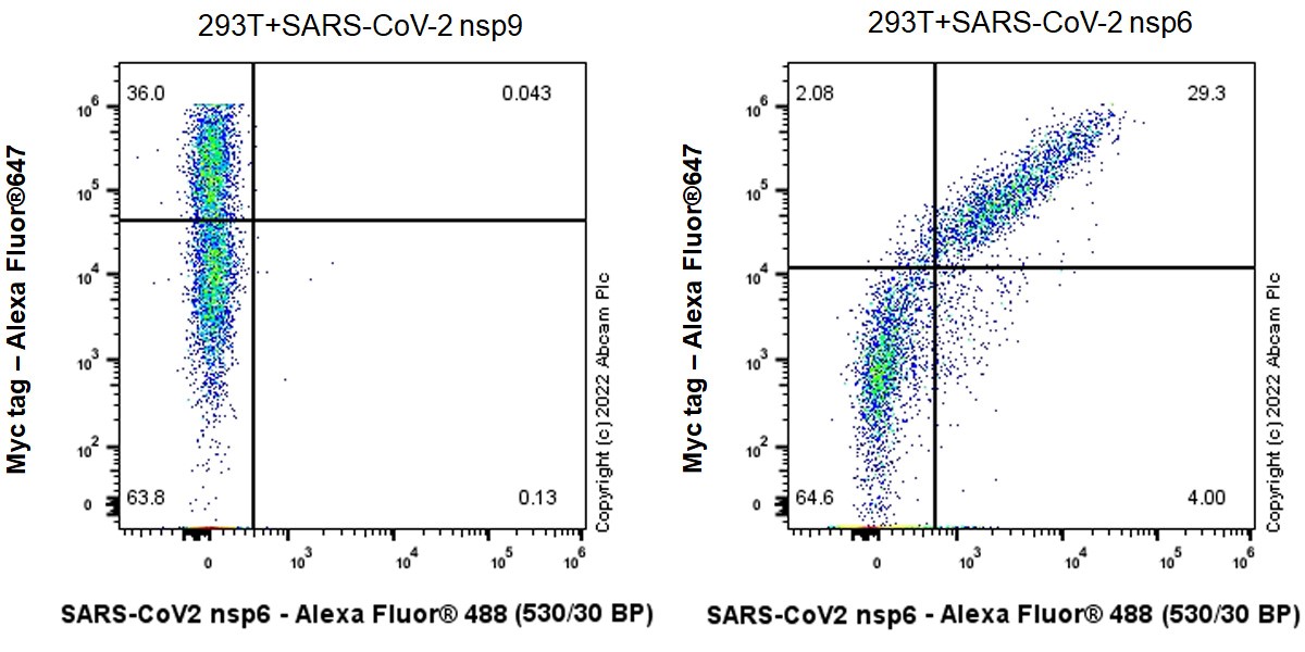 Flow Cytometry (Intracellular) - Anti-SARS-CoV-2 nsp6 antibody [EPR24845-90] (AB284633), expandable thumbnail