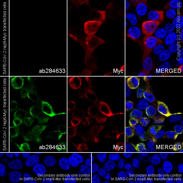 Immunocytochemistry/ Immunofluorescence - Anti-SARS-CoV-2 nsp6 antibody [EPR24845-90] (AB284633), expandable thumbnail