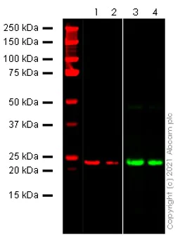 Western blot - Anti-SARS-COV-2 nsp8 antibody [EPR24854-42] - BSA and Azide free (AB283955)