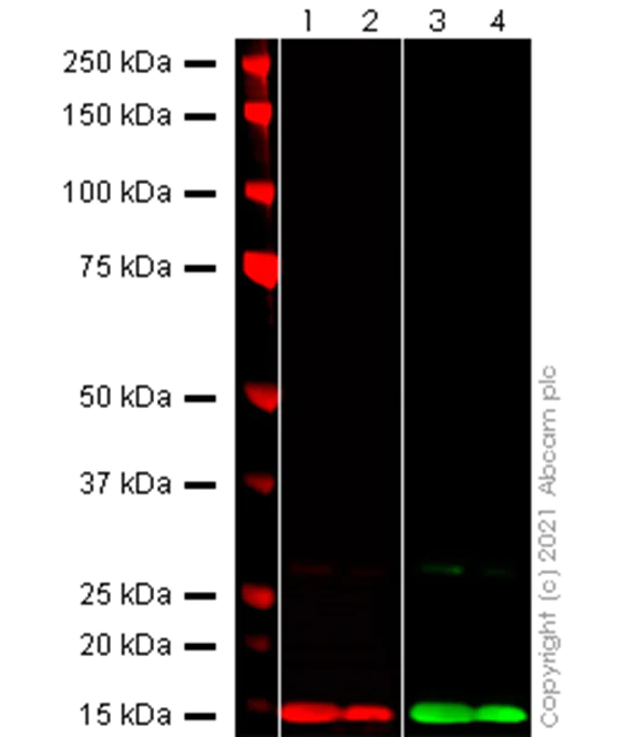 Western blot - Anti-SARS-CoV-2 nsp9 antibody [EPR24855-25] - BSA and Azide free (AB284051)