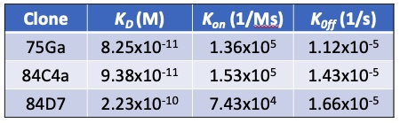 ELISA - Anti-SARS-CoV-2 nucleocapsid protein antibody [75G5a] (ab284653), expandable thumbnail