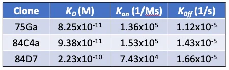 ELISA - Anti-SARS-CoV-2 nucleocapsid protein antibody [75G5a] (AB284653)