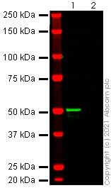 Western blot - Anti-SARS-CoV-2 nucleocapsid protein antibody [ABK79-E11] (AB283894)