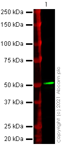 Western blot - Anti-SARS-CoV-2 nucleocapsid protein antibody [ABK79-E11] - Mouse IgG2a (Chimeric) (AB283895), expandable thumbnail