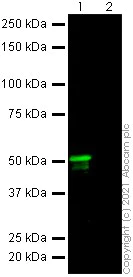Western blot - Anti-SARS-CoV-2 nucleocapsid protein antibody [ABK79-E11] - Mouse IgG2a (Chimeric), BSA & Azide free (AB288323)