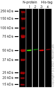 Western blot - Anti-SARS-CoV-2 nucleocapsid protein antibody [EPR24334-118] - BSA and Azide free (AB280201)