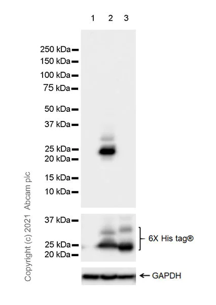 Western blot - Anti-SARS CoV-2 ORF3a Protein antibody [EPR24848-9] - BSA and Azide free (AB280961)