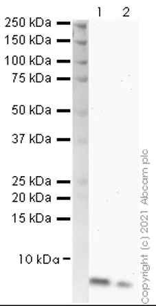 Western blot - Anti-SARS-CoV-2 orf3d antibody [EPR25045-51] (AB284040)