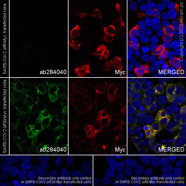 Immunocytochemistry/ Immunofluorescence - Anti-SARS-CoV-2 orf3d antibody [EPR25045-51] - BSA and Azide free (AB284054)