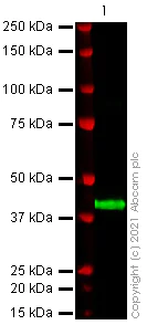 Western blot - Anti-SARS-CoV-2 orf7a antibody [3C9] (AB273435)