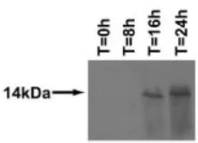 Western blot - Anti-SARS-CoV-2 orf7a antibody [3C9] (AB273435)