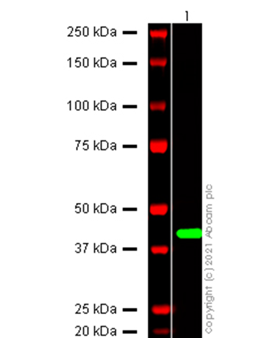 Anti-SARS-CoV-2 orf7a antibody [EPR24850-55]