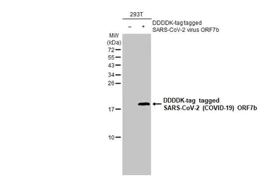 Western blot - Anti-SARS-CoV-2 ORF7b antibody [HL1453] - BSA and Azide free (AB313933)