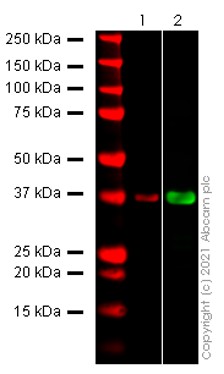 Western blot - Anti-SARS-CoV-2 Protein 9b antibody [EPR25043-28] - BSA and Azide free (AB284049), expandable thumbnail
