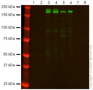 Anti-SARS-CoV-2 spike glycoprotein antibody [H6] - Human IgG1 (Chimeric)